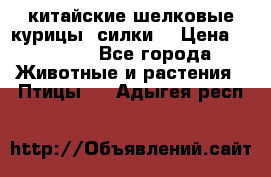 китайские шелковые курицы (силки) › Цена ­ 2 500 - Все города Животные и растения » Птицы   . Адыгея респ.